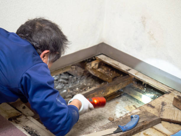 Best Mold Testing  in Lake Of The Woods, IL
