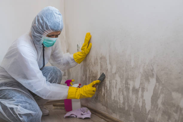 Mold Removal and Inspection in Lake Of The Woods, IL