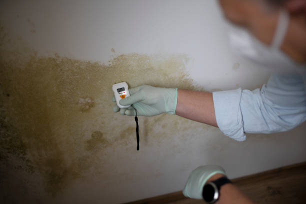 Best Mold Removal Company Near Me  in Lake Of The Woods, IL