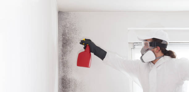 Best Office Mold Removal Services  in Lake Of The Woods, IL