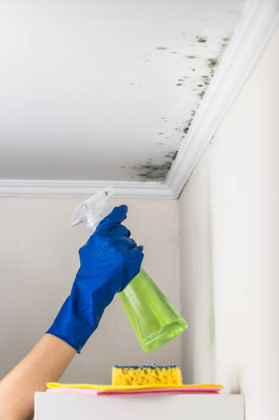 Best Home Mold Removal  in Lake Of The Woods, IL